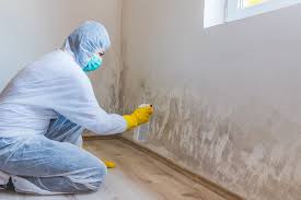 Best Mold Damage Restoration in Winfield, MO