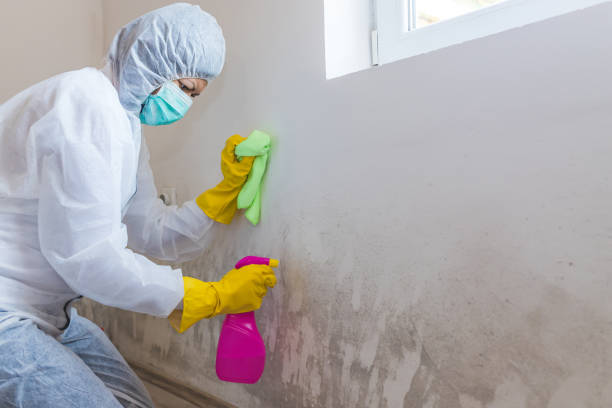 Best Crawl Space Mold Remediation in Winfield, MO